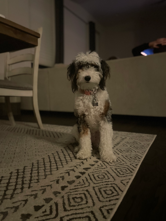 Energetic Sheep Dog Poodle Mix Pup