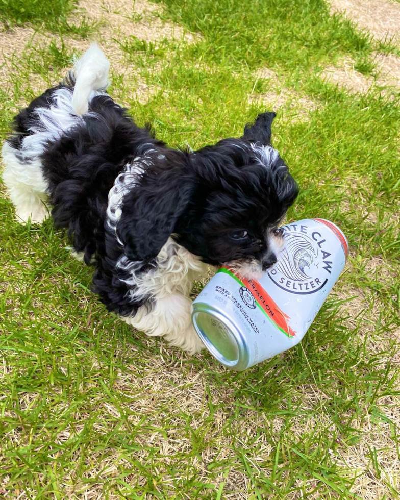 Small Cavapoo Pup in Anchorage AK