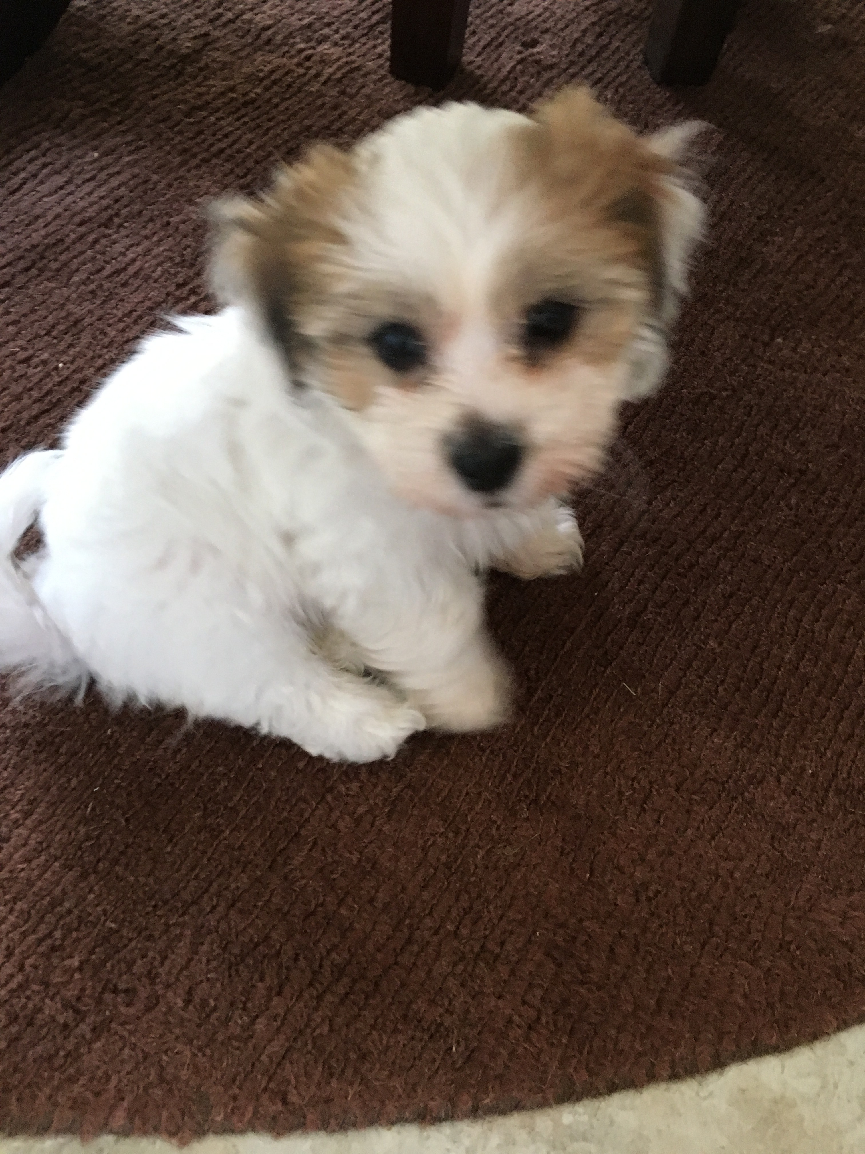 Smart Teddy Bear Designer Pup