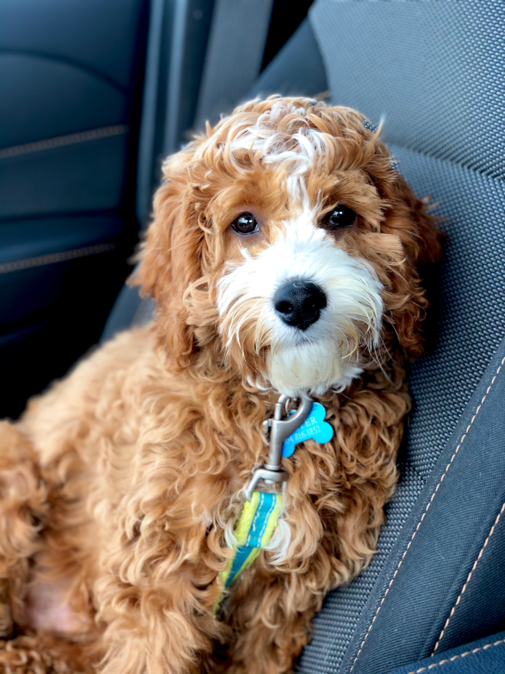 Playful Cavoodle Poodle Mix Pup