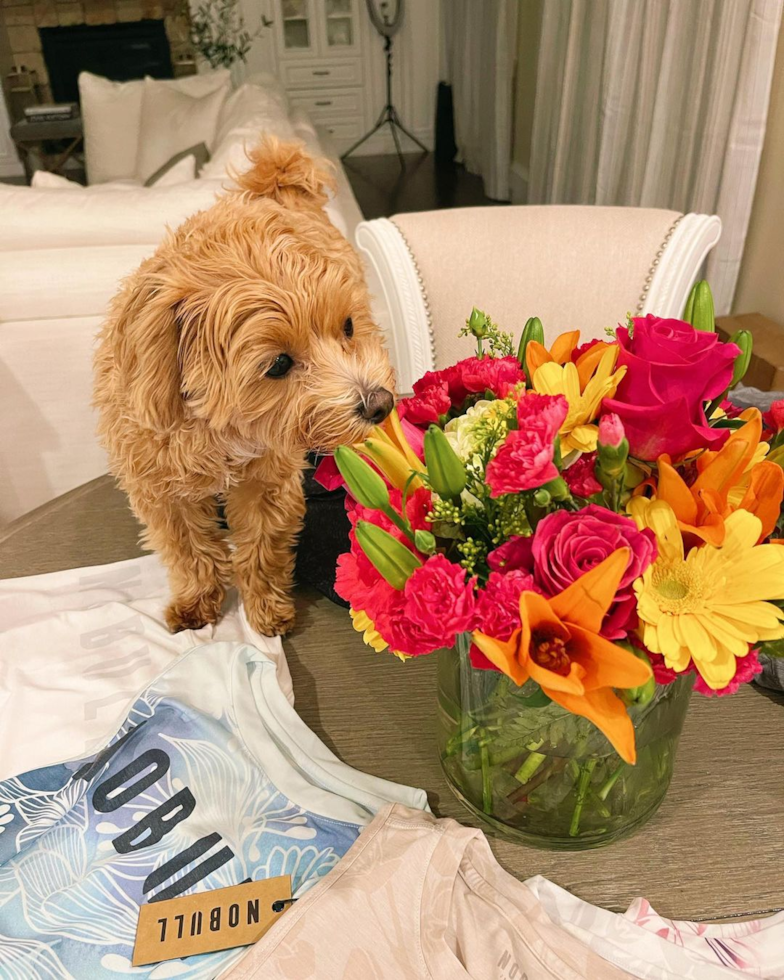 Dedham Maltipoo Pup