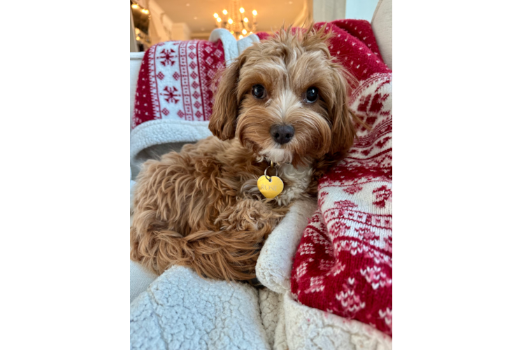 Friendly Cavapoo Baby