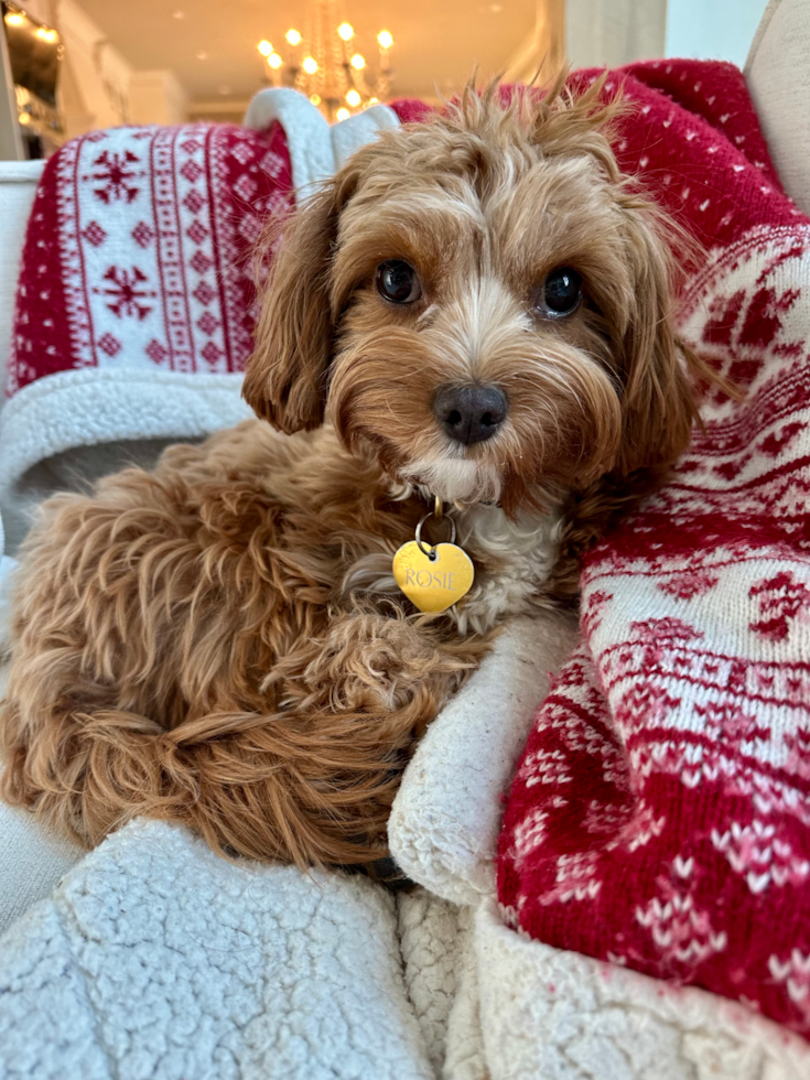 Happy Cavapoo Pup