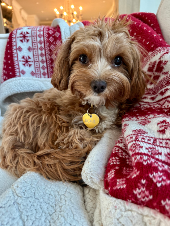 Happy Cavapoo Pup