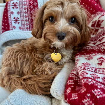 Happy Cavapoo Pup