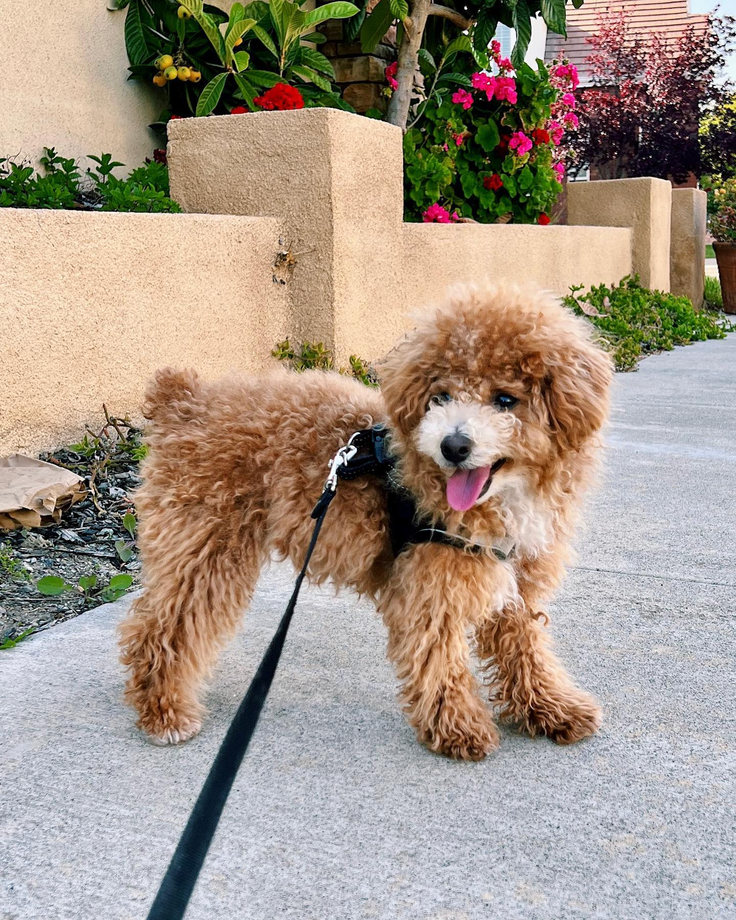 Happy Poochon Baby