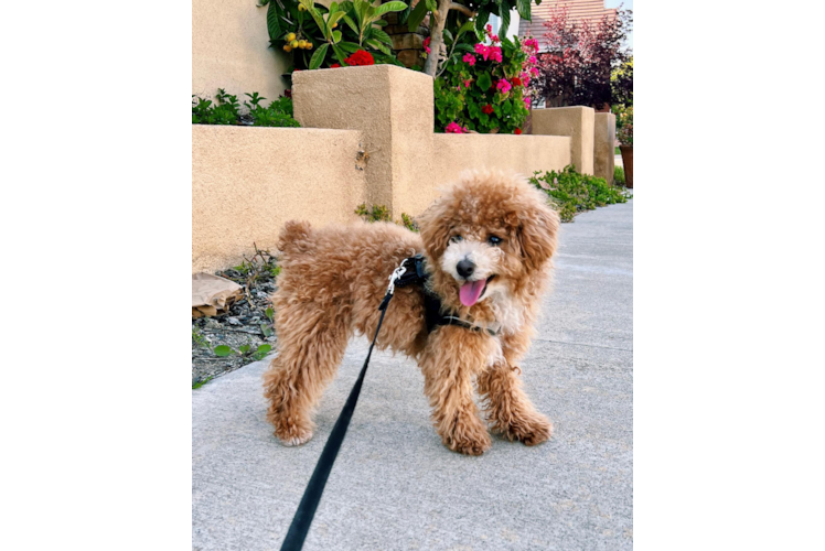 Happy Poochon Baby