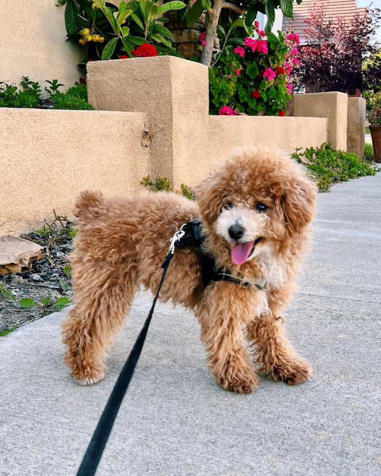 Friendly Poochon Pup in Pleasanton CA