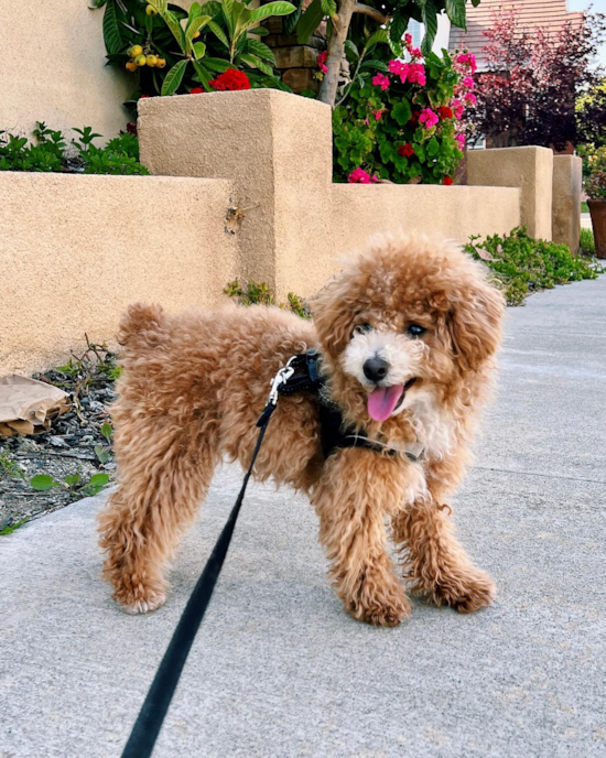 Friendly Poochon Pup in Pleasanton CA