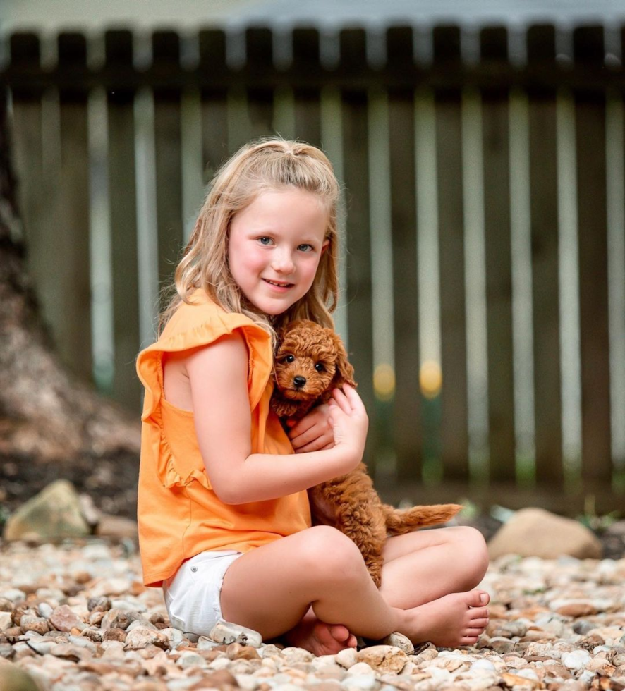 Peachtree Corners Mini Goldendoodle Pup