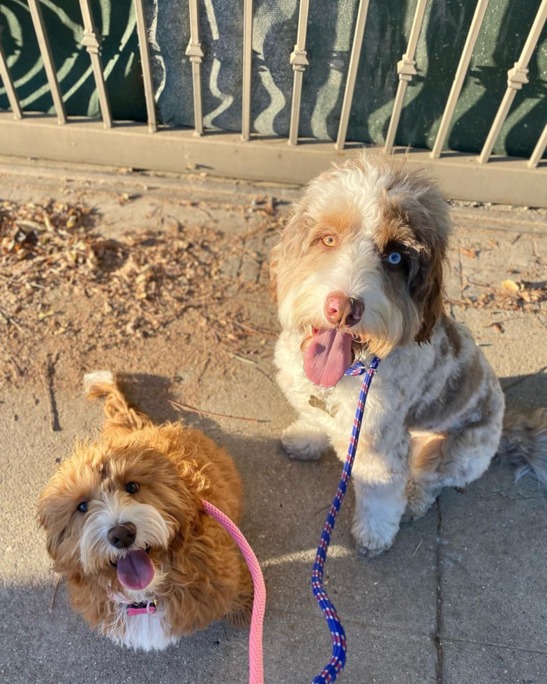 Friendly Mini Goldendoodle Pup