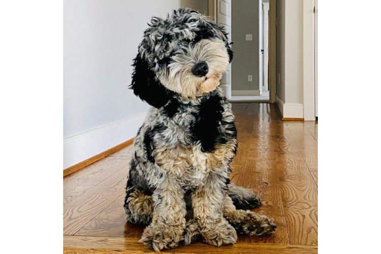 Mini Sheepadoodle Puppy for Adoption