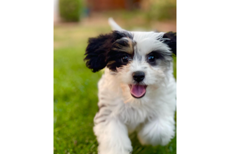 Petite Cavachon Designer Pup