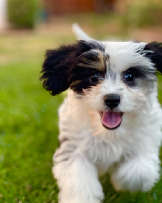 San Jose Cavachon Pup