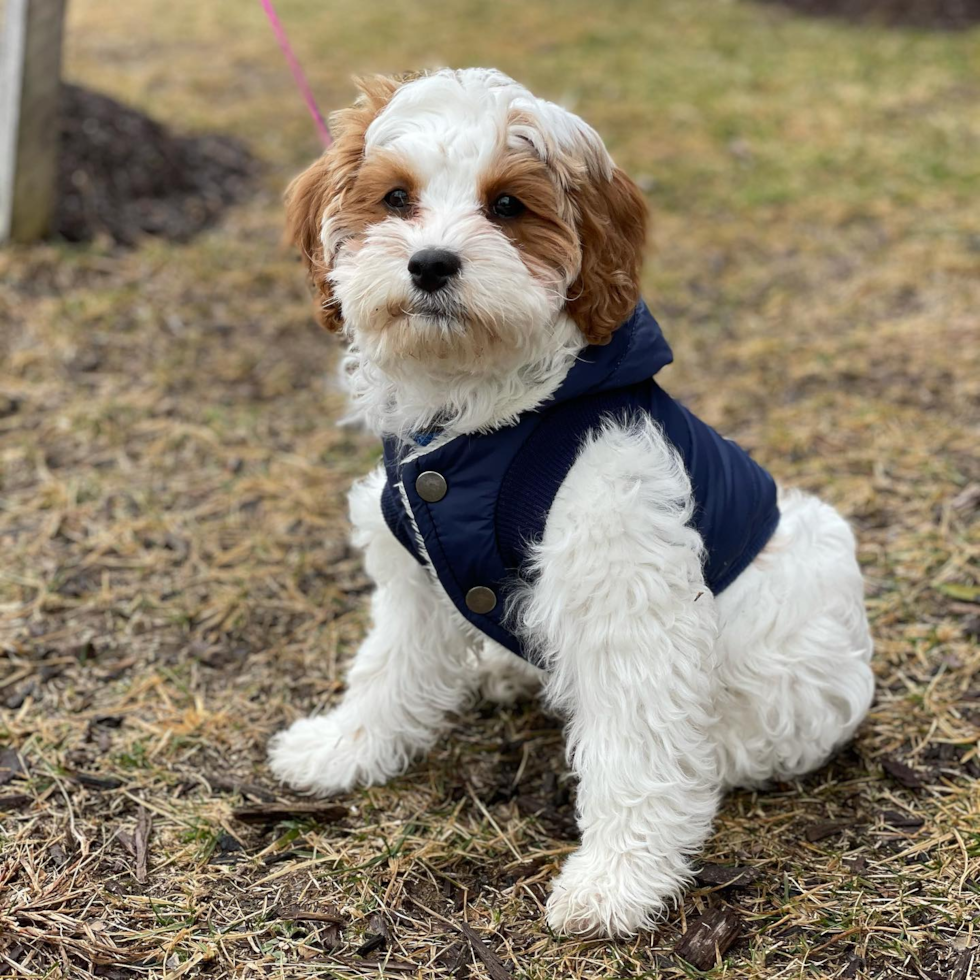 Petite Cavapoo Poodle Mix Pup