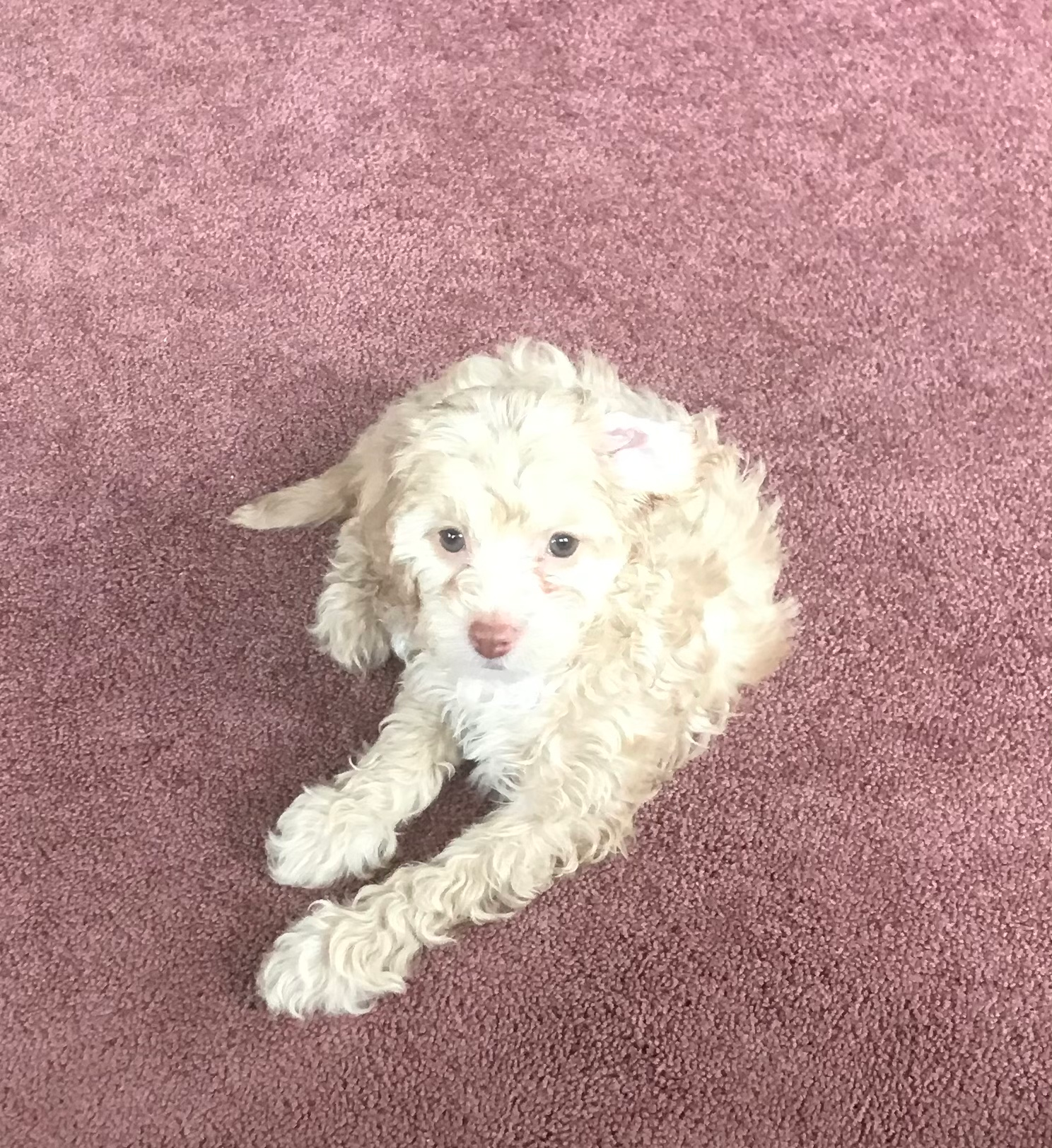 Cockapoo Pup Being Cute