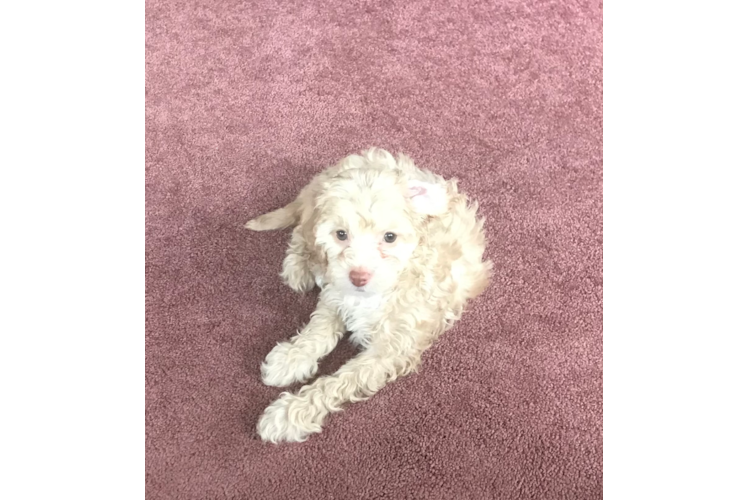 Cockapoo Pup Being Cute