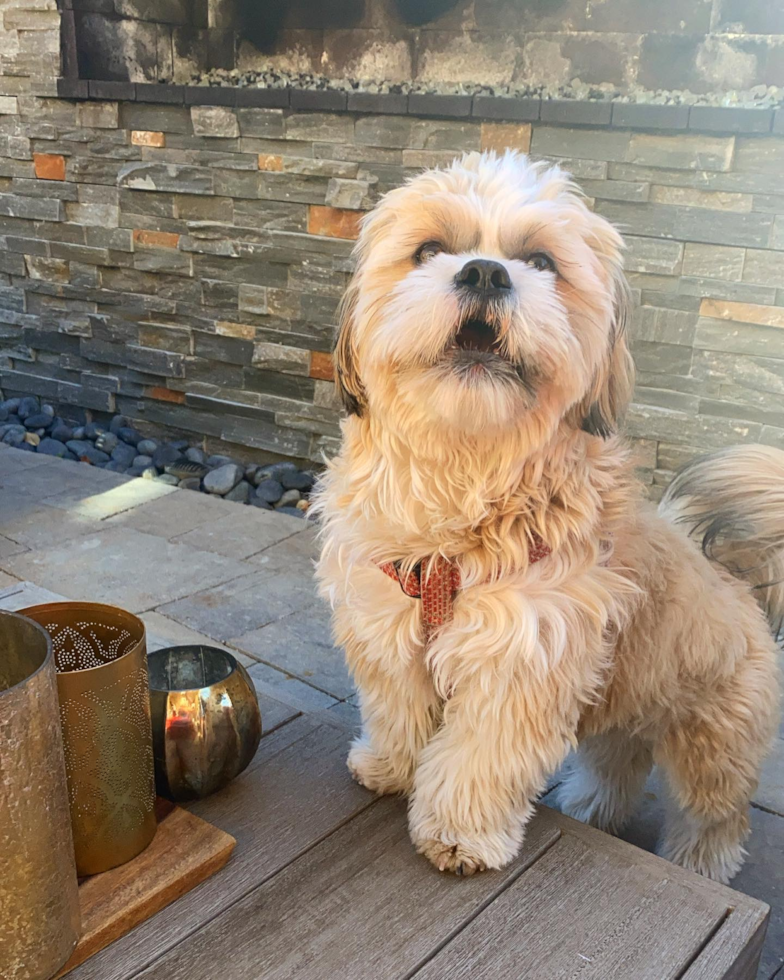 Lake Forest Shih Tzu Pup