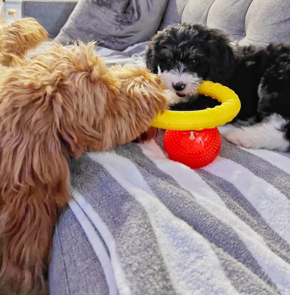 Cute Mini Bernedoodle Pup in Philadelphia PA