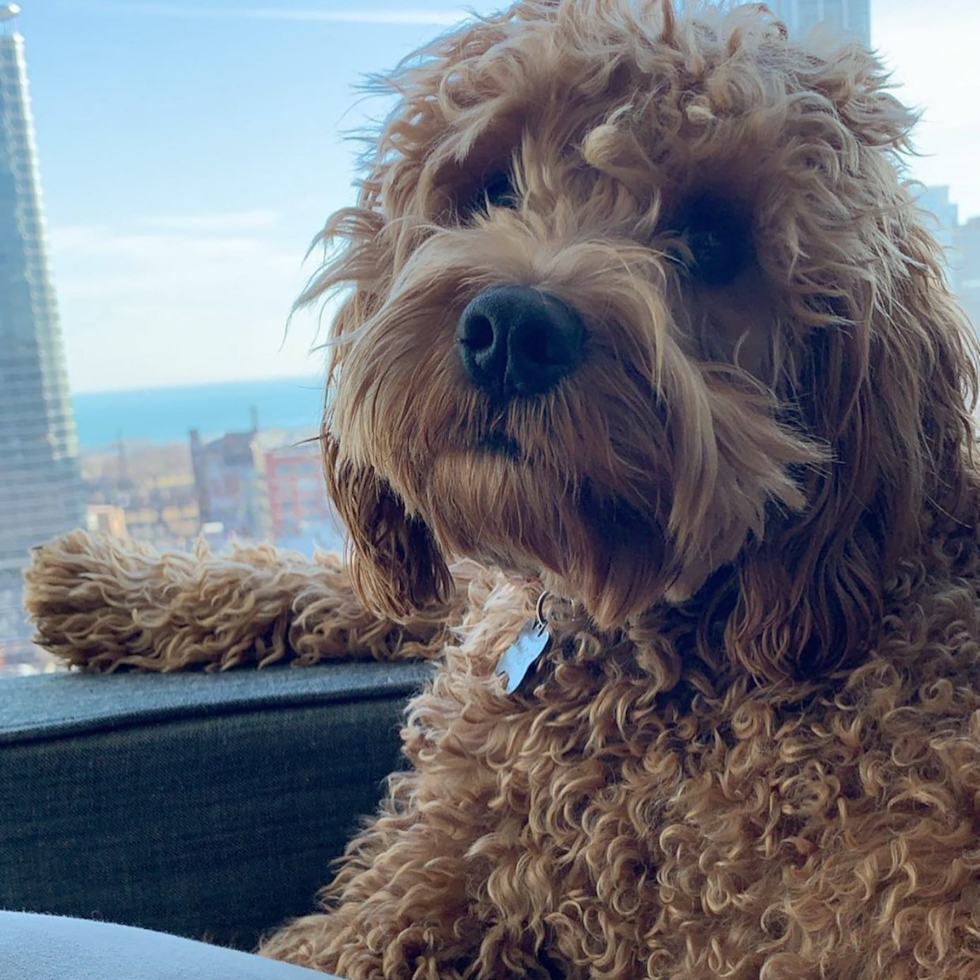 Funny Cockapoo Poodle Mix Pup