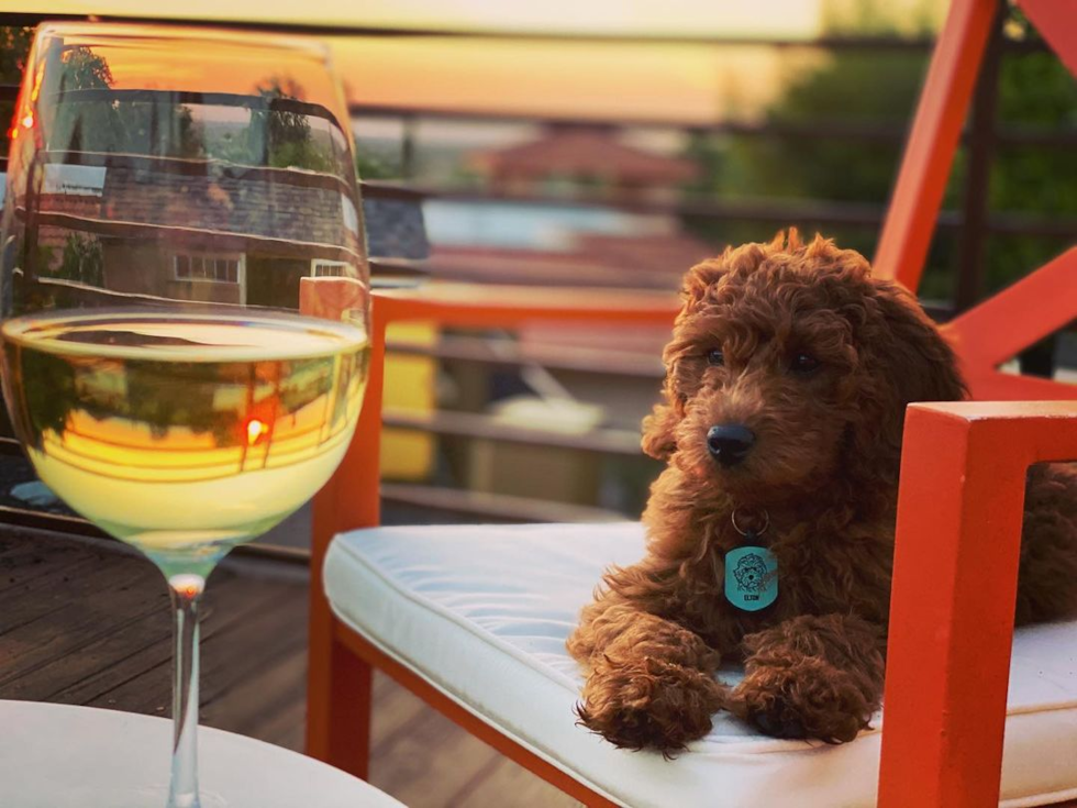 Mini Goldendoodle Being Cute