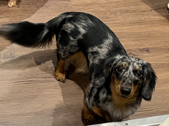 Dachshund