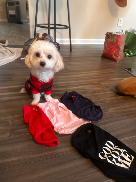 Maltipoo