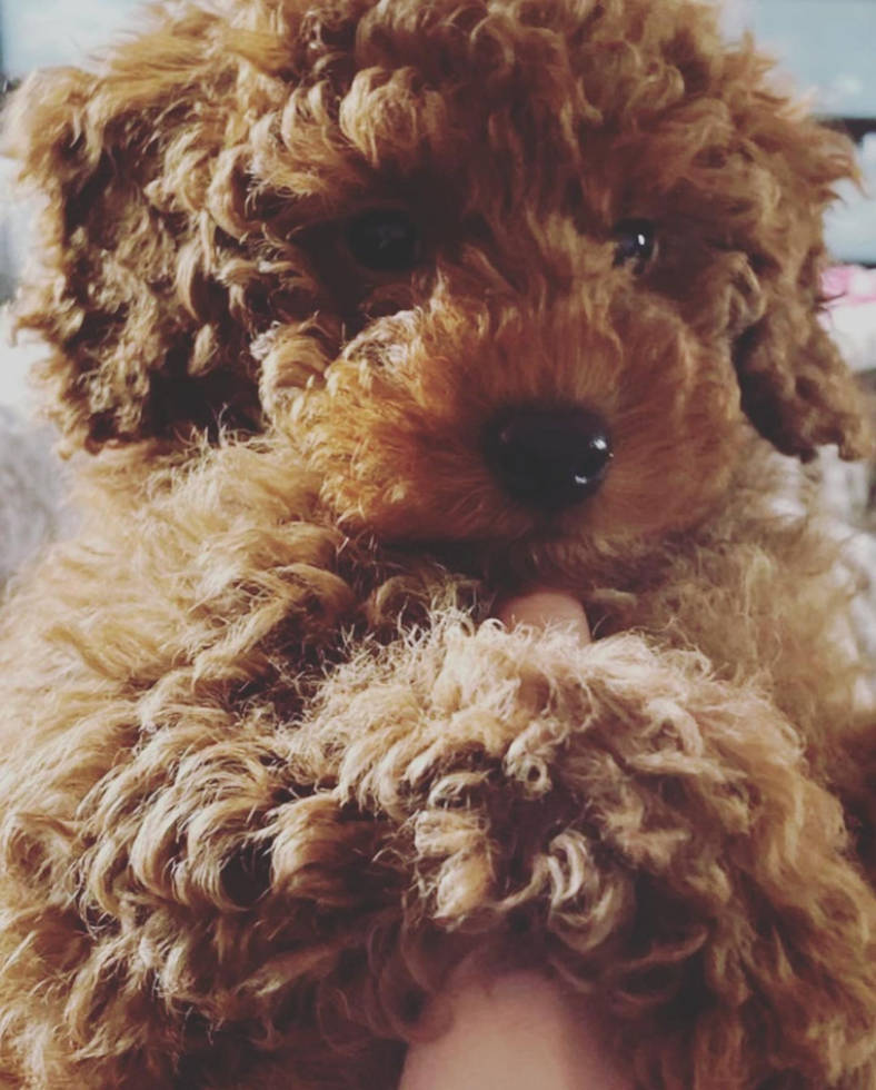 Mini Goldendoodle Being Cute