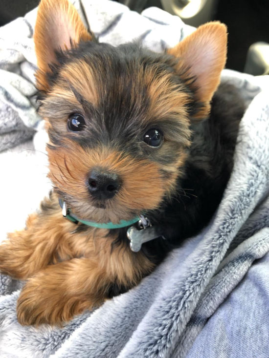 Elk Grove Yorkshire Terrier Pup