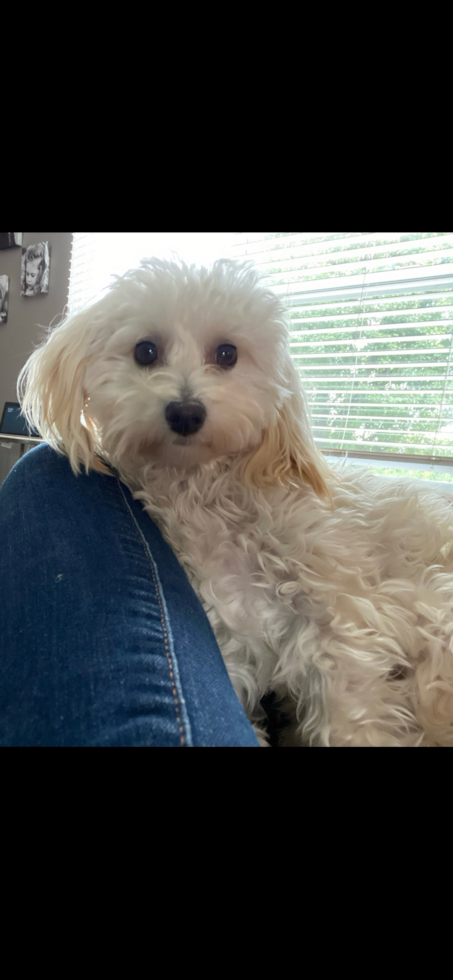 Maltipoo Pup