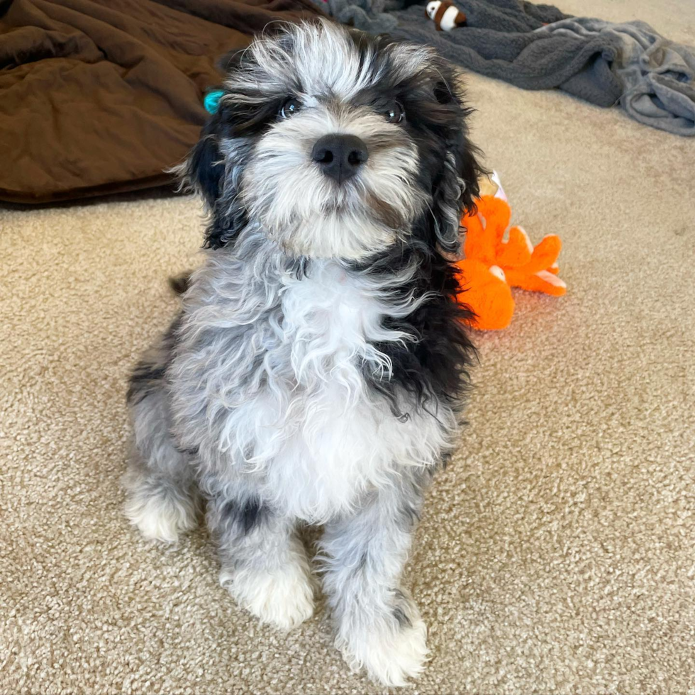 Friendly Mini Portidoodle Pup in San Francisco CA