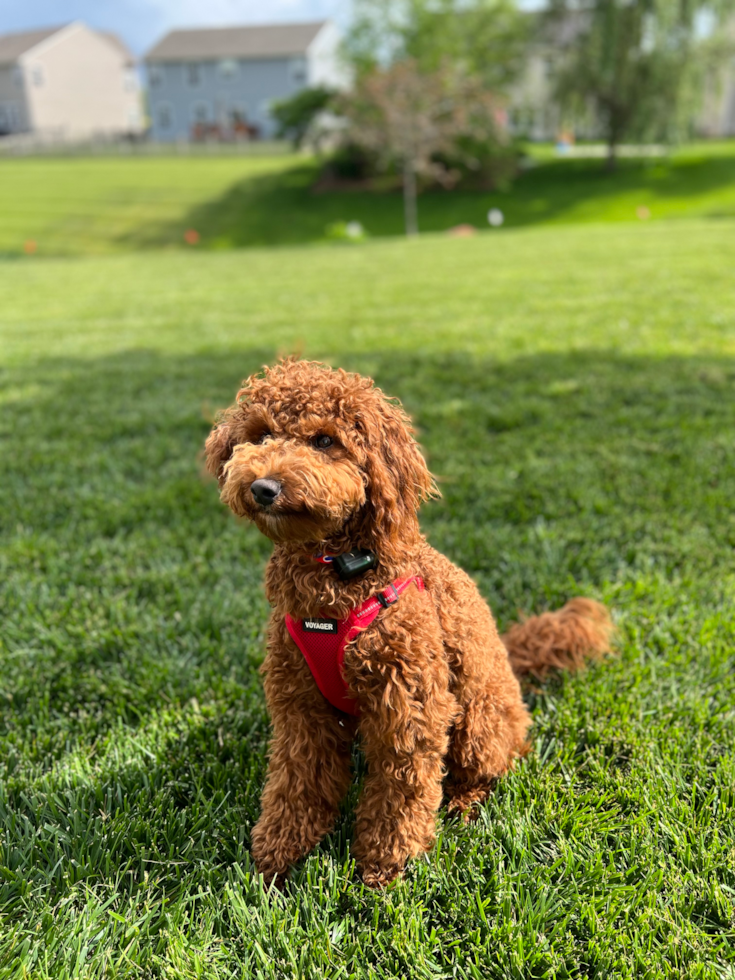 Smart Mini Goldendoodle Poodle Mix Pup