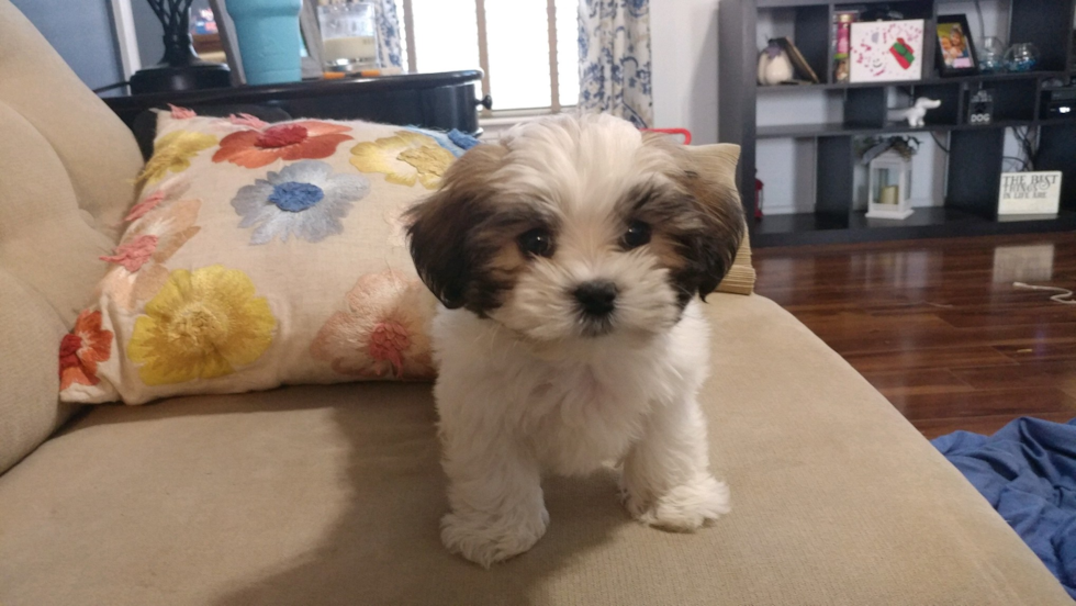 Happy Teddy Bear Pup