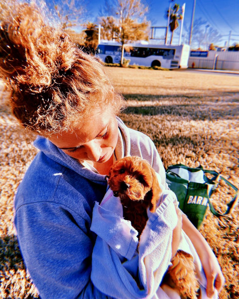 Sweet Cavapoo Pup in New Orleans LA