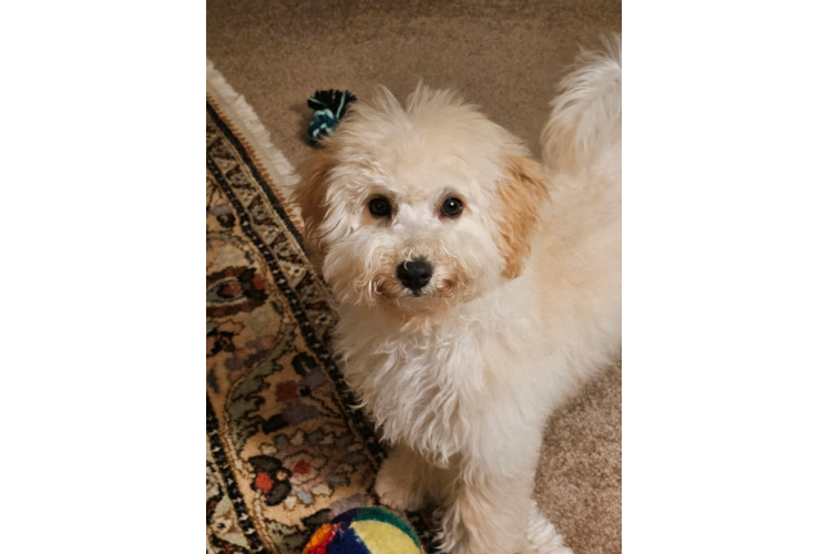 Poochon Pup Being Cute