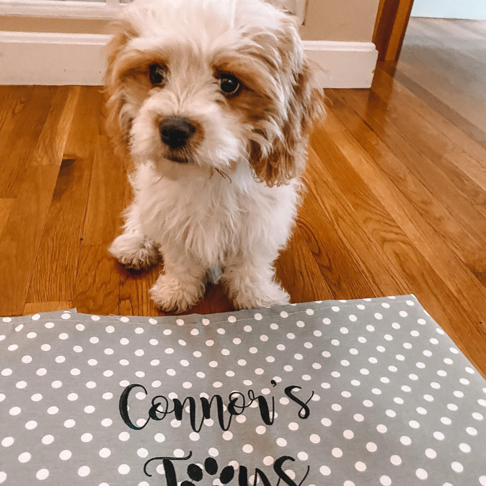 Friendly Cavachon Pup