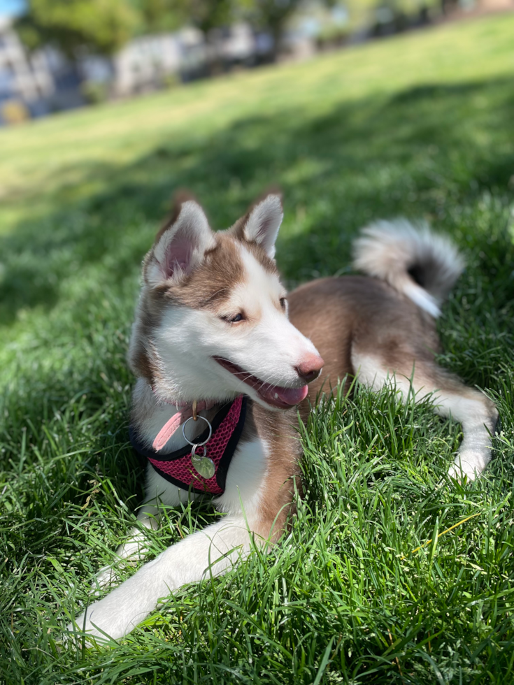 Surprise Pomsky Pup