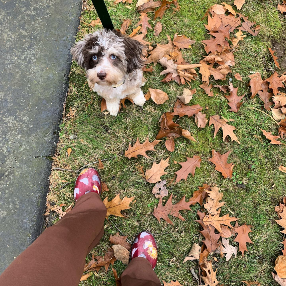 Fluffy Mini Aussiedoodle Poodle Mix Pup