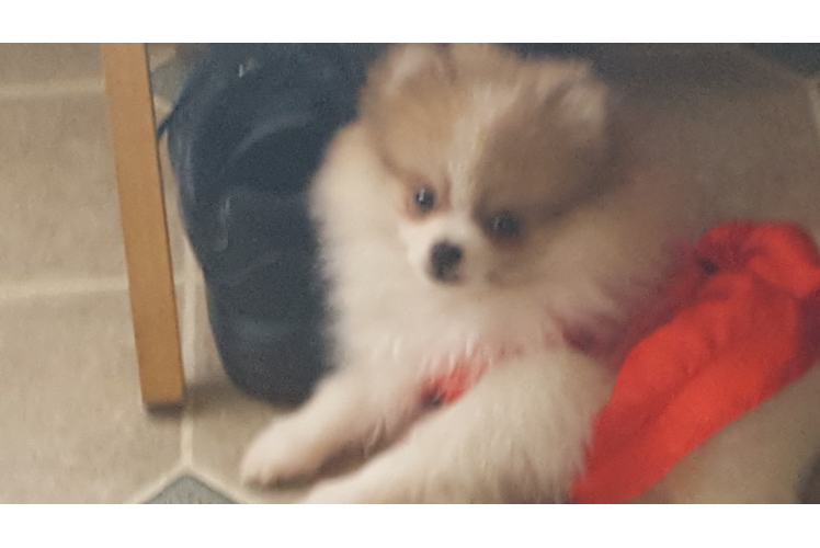 Sweet Pomeranian Purebred Puppy