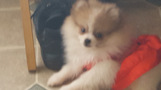 Smart Pomeranian Purebred Pup