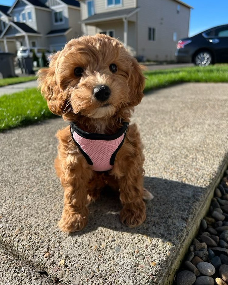 Hypoallergenic Golden Retriever Poodle Mix Pup