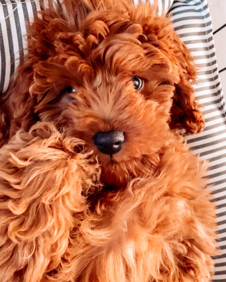 Little Cavoodle Poodle Mix Pup