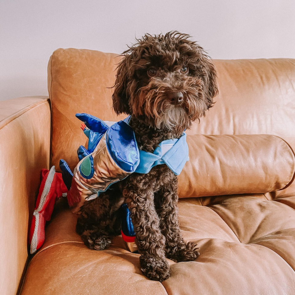 Popular Poodle Purebred Pup