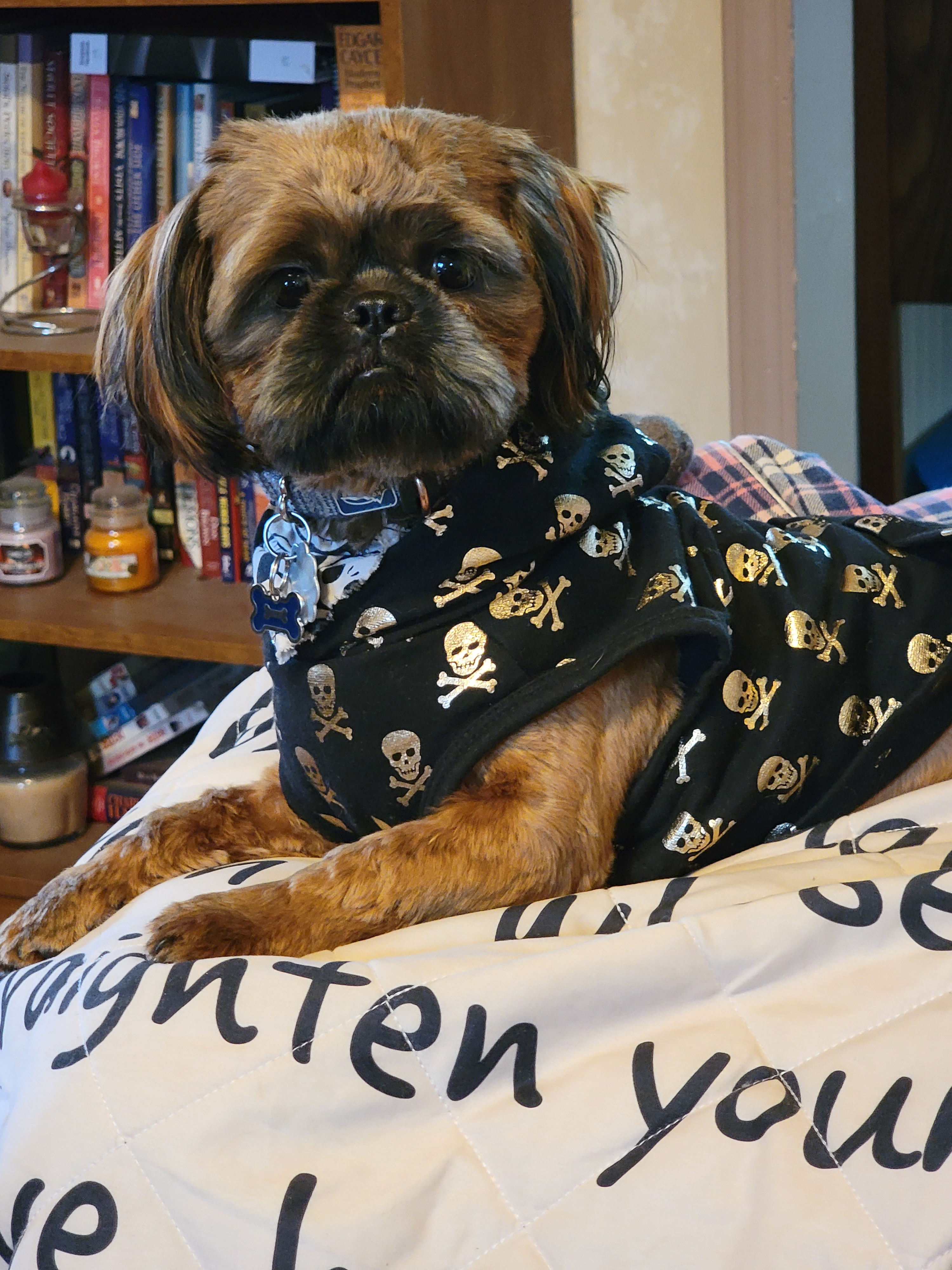 Best Shih Tzu Baby