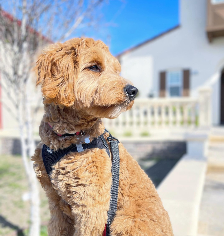 Energetic Golden Retriever Poodle Mix Pup