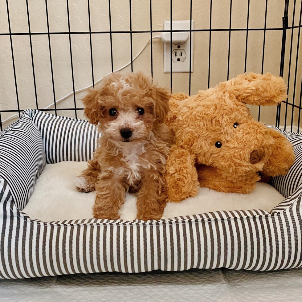 Smart Poochon Poodle Mix Pup