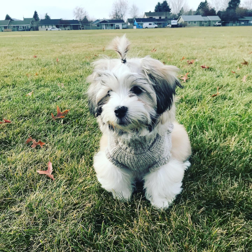 Adorable Havanese Pup in Redmond OR