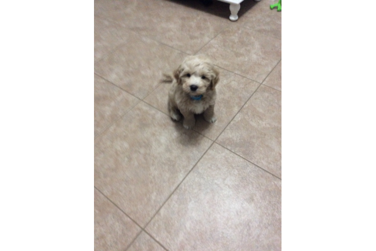 Cavapoo Puppy for Adoption