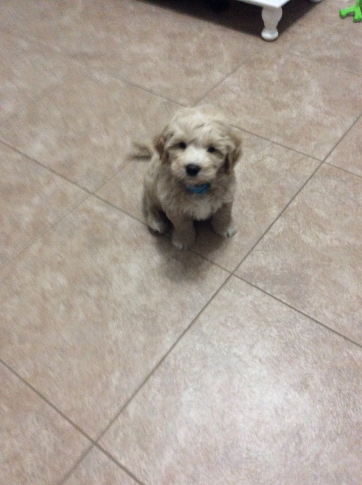 Smart Cavapoo Poodle Mix Pup