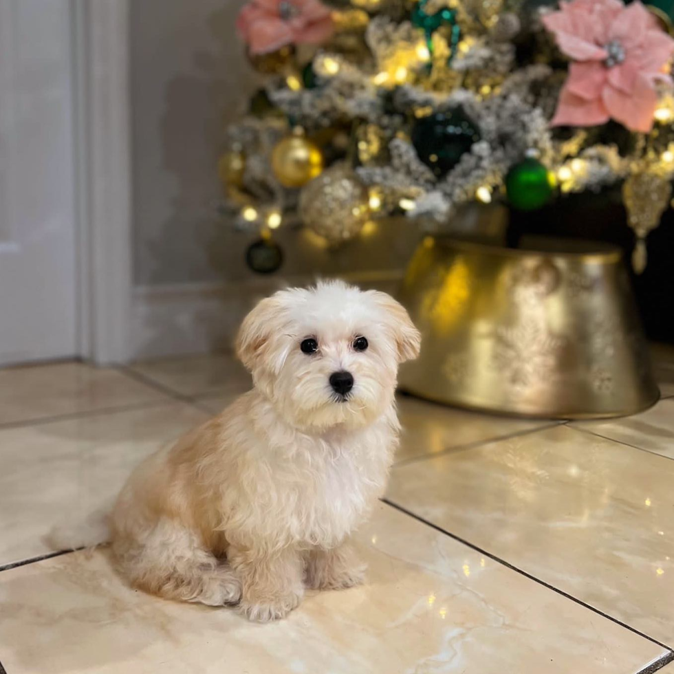 Cute Maltipoo Pup in Copiague NY